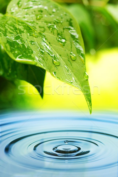 Fresh green leaves reflected in water Stock photo © Nejron