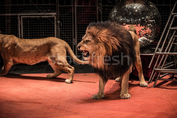 Gorgeous roaring lion walking on circus arena  Stock photo © Nejron