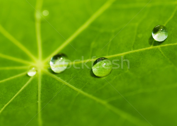 Green leaf texture with water drops on it (shallow DoF) Stock photo © Nejron