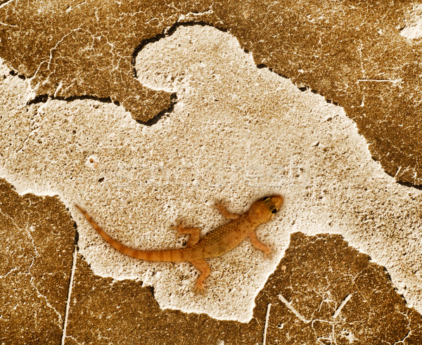 Eidechse Sitzung Stein Oberfläche Textur Wand Stock foto © Nejron