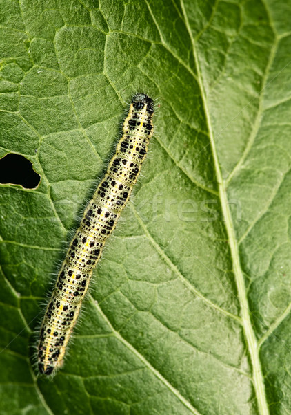 Caterpillar on a green leaf Stock photo © Nejron