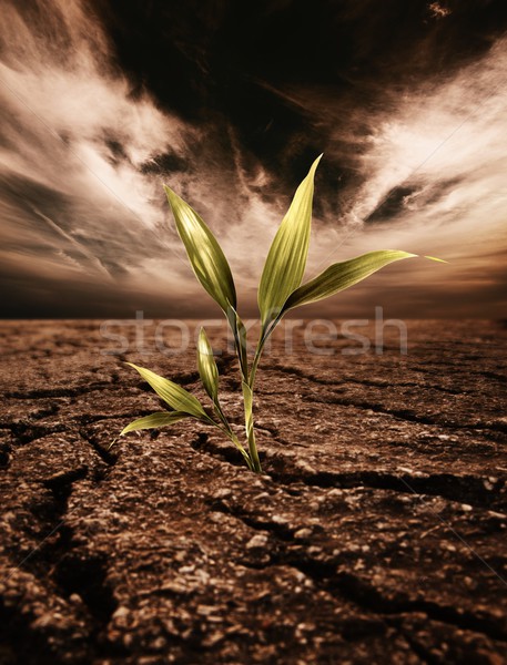 Green plant growing through dead soil Stock photo © Nejron