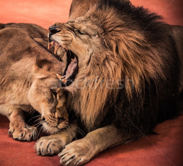 獅子 馬戲團 口 非洲 商業照片 © Nejron