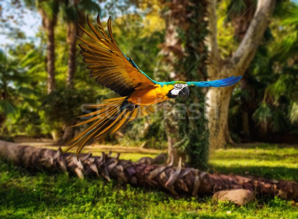 Colourful flying parrot in tropical landscape Stock photo © Nejron