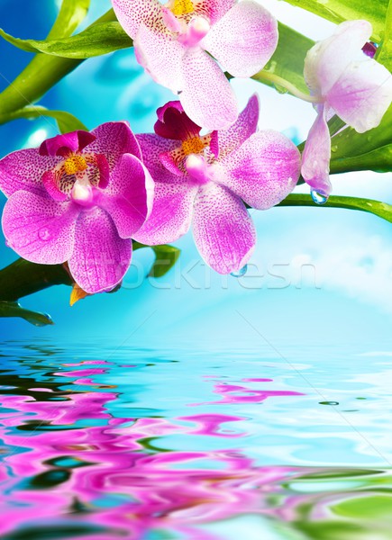 Frumos Orhidee Flori Apă Floare Fundal Imagine De Stoc