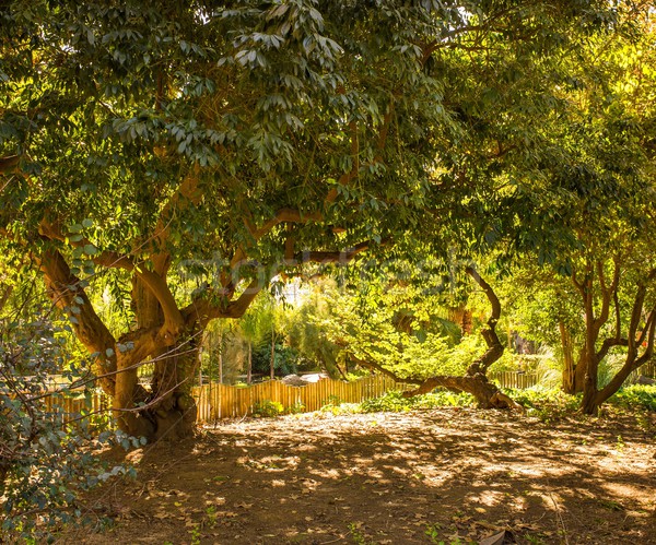 Trees on sunny day in park Stock photo © Nejron