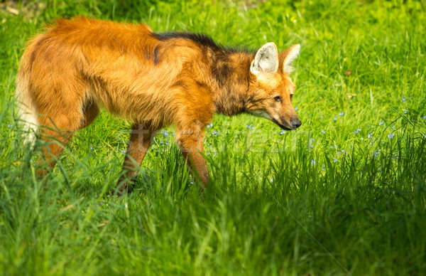 Maned wolf in a green grass Stock photo © Nejron