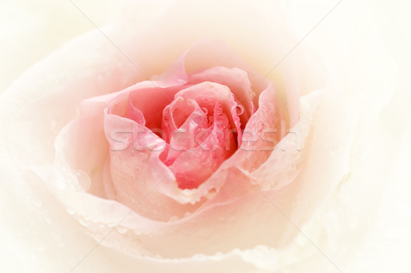 Close-up shot of a rose bud with water drops on petals Stock photo © Nejron