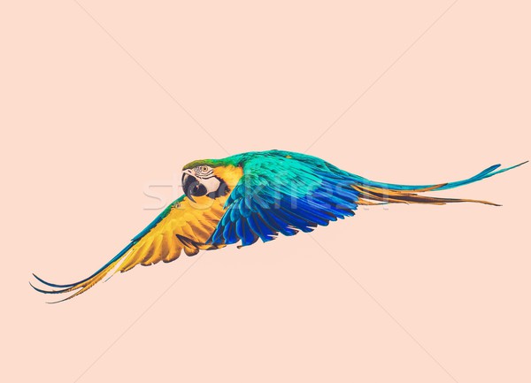 Colourful flying parrot toned Stock photo © Nejron