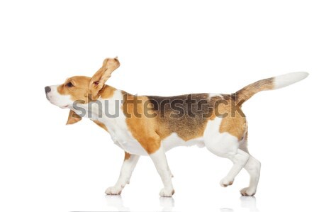 Beagle Welpen isoliert weiß Hund Hintergrund Stock foto © Nejron