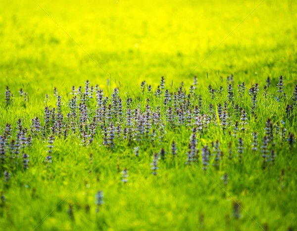 美麗 紫色 花卉 草地 太陽 花園 商業照片 © Nejron