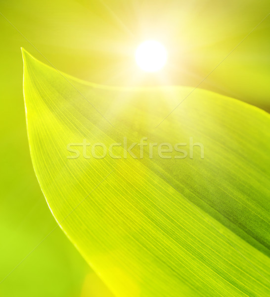 Friss zöld fű sekély mélységélesség nap absztrakt Stock fotó © Nejron