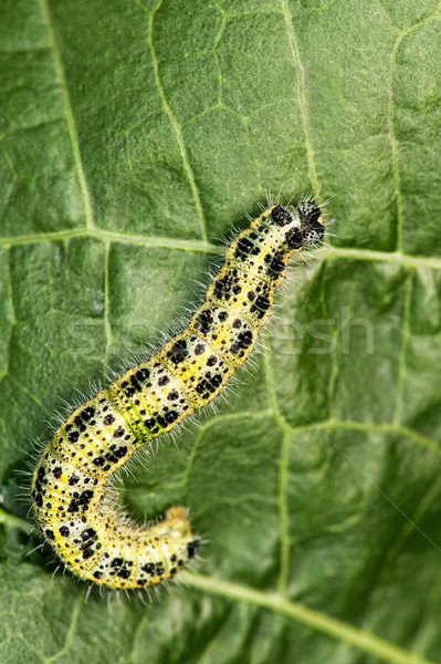 Caterpillar on a green leaf

 Stock photo © Nejron