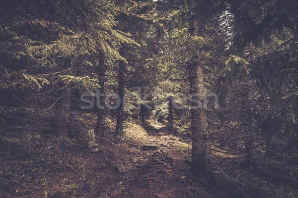 Yol güzel orman ağaç ağaçlar yaz Stok fotoğraf © Nejron