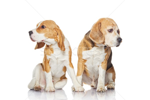 Due beagle cani isolato bianco cane Foto d'archivio © Nejron