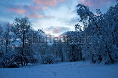 Foto d'archivio: Bella · inverno · panorama · albero · foresta · luce