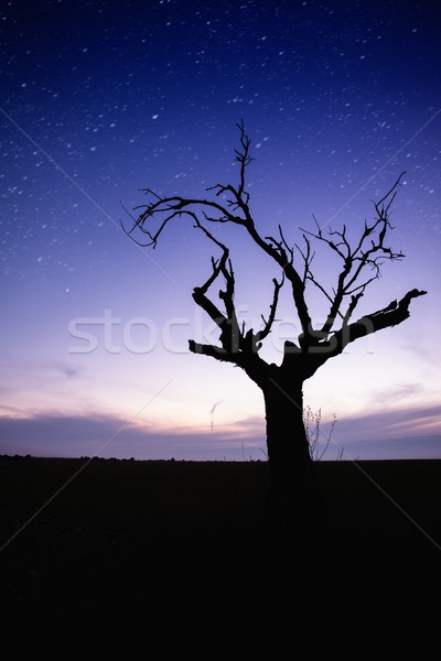 Starry sky over lonely tree silhouette Stock photo © Nejron