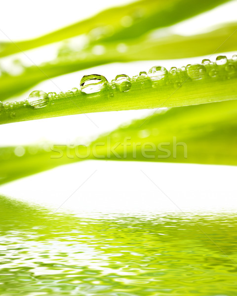 Grünen Gras Regen Tropfen gerendert Wasser Gras Stock foto © Nejron