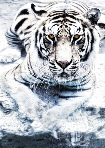 Picture of a silver tiger Stock photo © Nejron