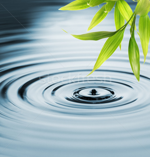 Fresh bamboo leaves over water Stock photo © Nejron