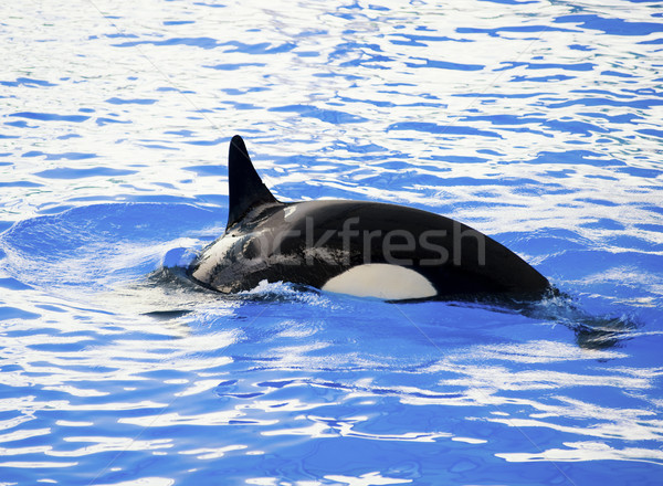 Foto stock: Quadro · assassino · baleia · água · oceano · azul