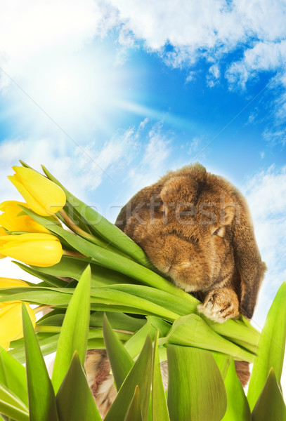 Easter bunny żółty tulipany ukrywanie zielona trawa Wielkanoc Zdjęcia stock © Nejron