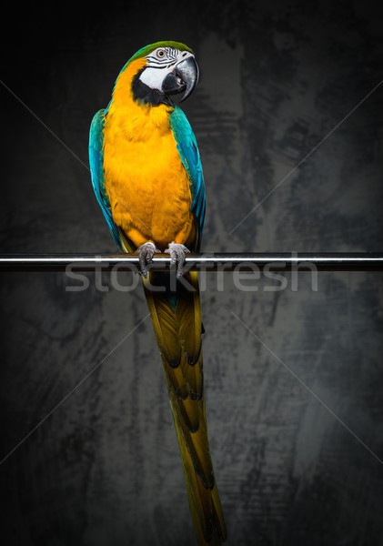 Foto stock: Colorido · papagaio · sessão · natureza · fundo · verde