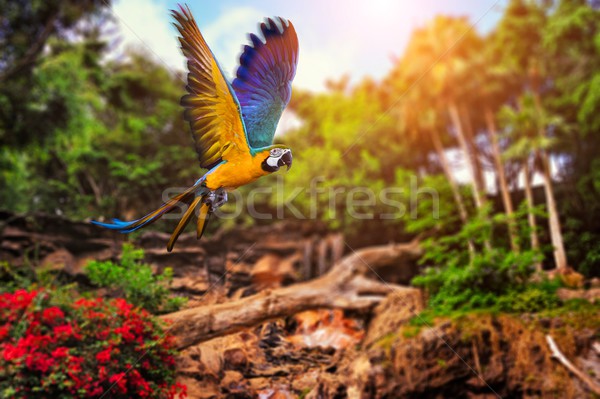 Picture of a tropical background Stock photo © Nejron