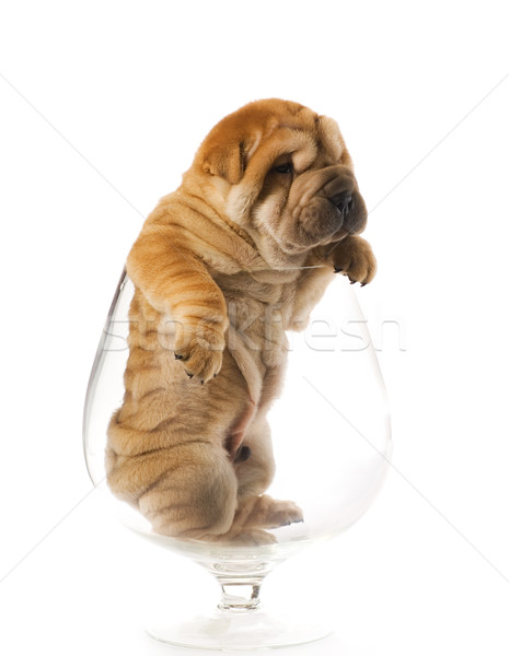 Sharpei Welpen innerhalb Glas isoliert weiß Stock foto © Nejron