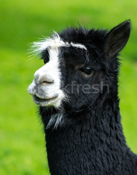 Stock photo: Beautiful black and white lama 