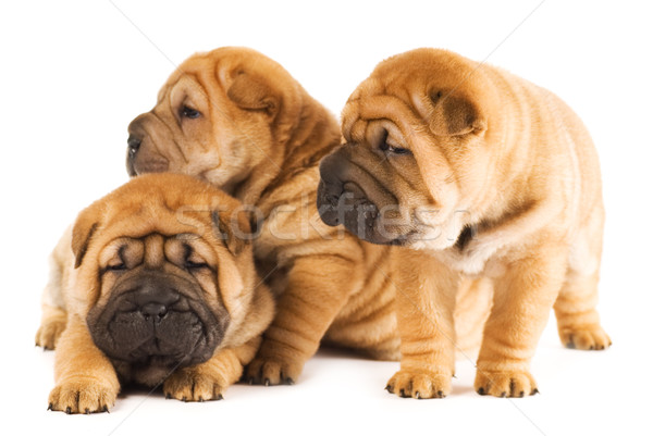 Group of three beautiful sharpei puppies isolated on white backg Stock photo © Nejron