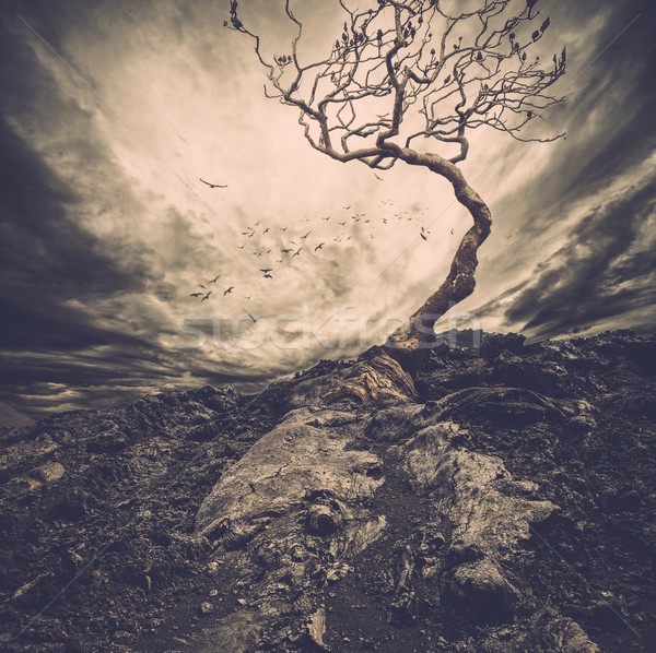 Stok fotoğraf: Dramatik · gökyüzü · eski · yalnız · ağaç · gün · batımı
