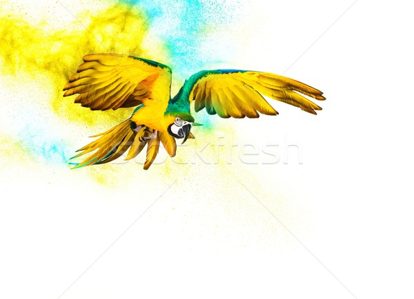 Colourful flying parrot isolated on white  Stock photo © Nejron