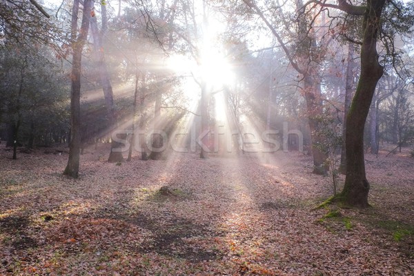 Sunlight in autumn forest Stock photo © Nejron