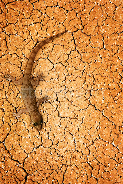 Lizard in desert Stock photo © Nejron