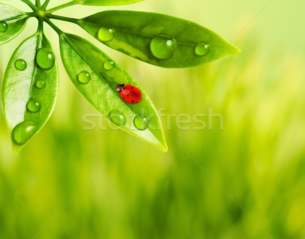 Foto stock: Joaninha · sessão · folha · verde · grama · natureza · fundo