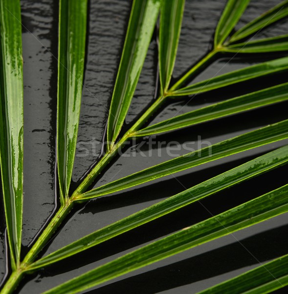 Folha verde molhado preto água projeto fundo Foto stock © Nejron