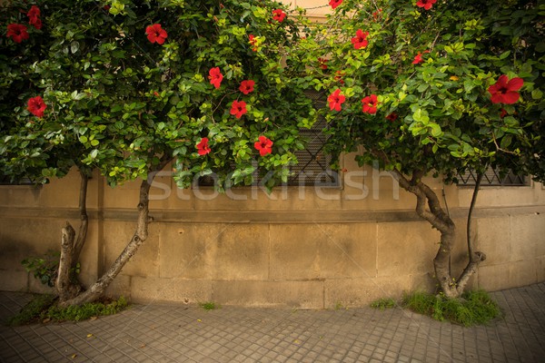 Tree with beautiful red flowers growing against building facade Stock photo © Nejron