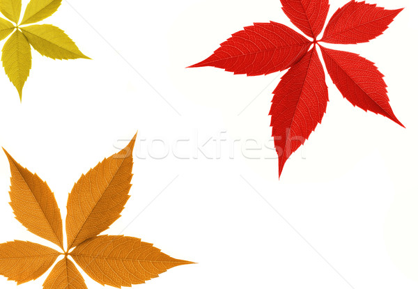 Autumn leaf border Stock photo © Nejron