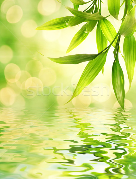 Bambu folhas prestados água luz verão Foto stock © Nejron