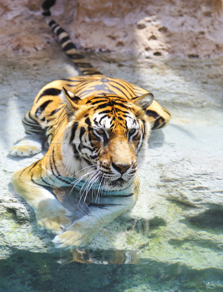 Bild Tiger Wasser Katze Macht Stock foto © Nejron