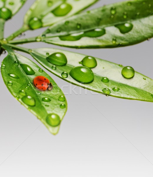 [[stock_photo]]: Coccinelle · fraîches · feuilles · vertes · eau · résumé · feuille
