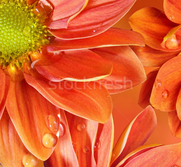 оранжевый цветы цветок воды текстуры Сток-фото © Nejron