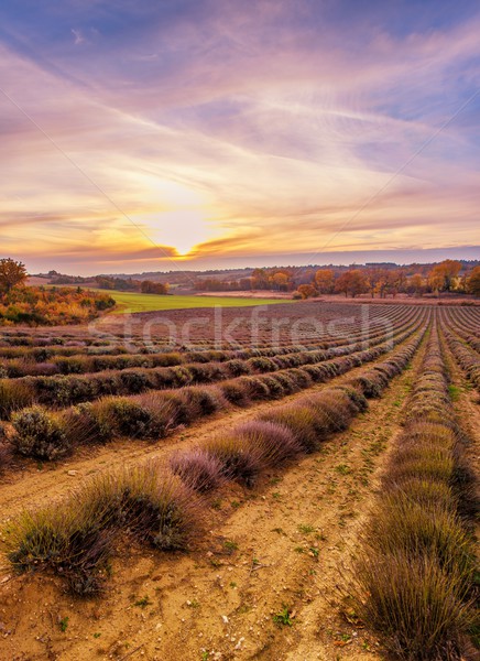 Colorful sky over lavender field Stock photo © Nejron