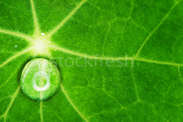 Green leaf texture with water drops on it

 Stock photo © Nejron