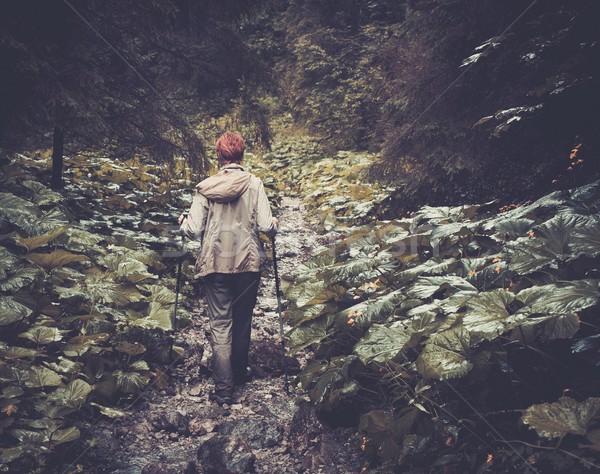 [[stock_photo]]: Femme · randonnée · équipement · marche · montagne · forêt