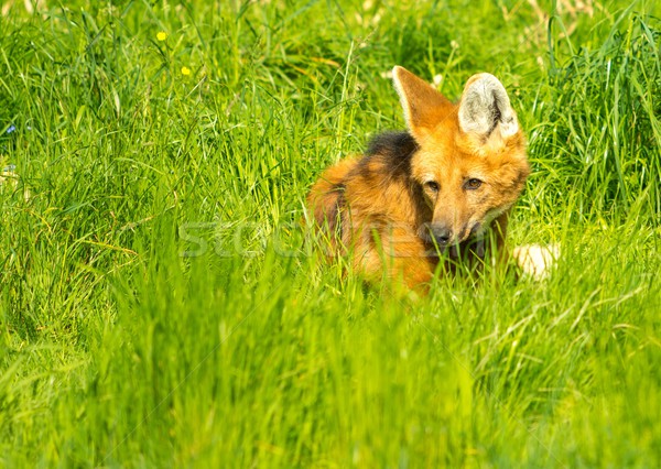 Maned wolf in a green grass Stock photo © Nejron