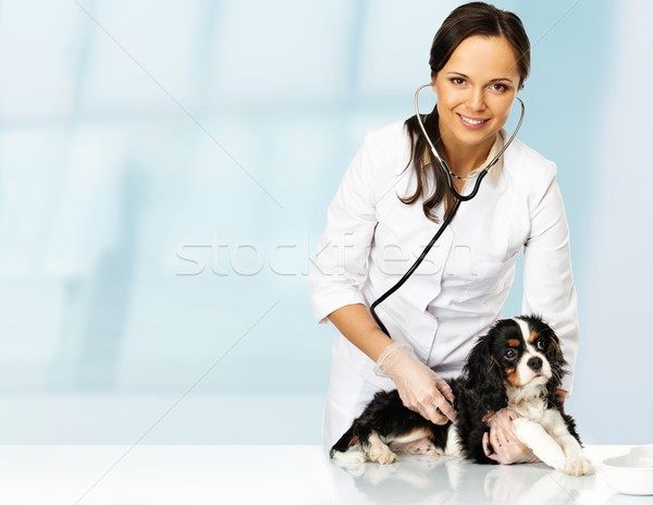 Young positive brunette veterinary woman holding spaniel with wounded leg  Stock photo © Nejron