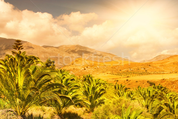 Beautiful landscape view to the palm grove with nice mountain pe Stock photo © Nejron