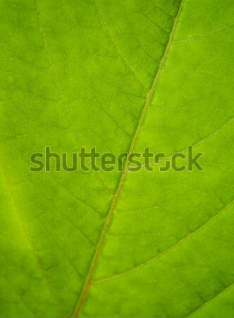 Green leaf texture

 Stock photo © Nejron